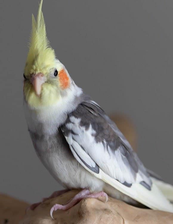 Can Cockatiels Talk? 2 Tips to Get Your Cockatiels Talking