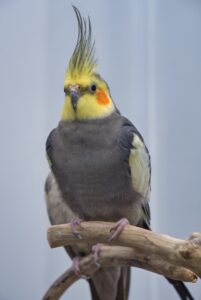 pássaro preto amarelo e branco no galho de árvore marrom