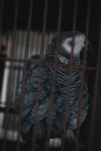 gray and white bird in cage
