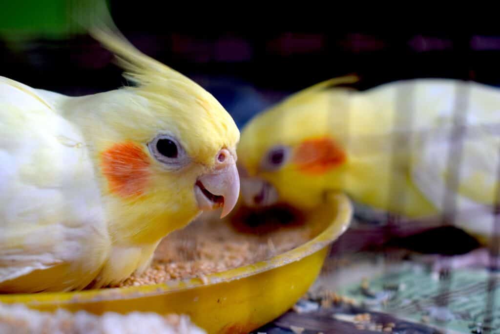 pássaro amarelo em recipiente de plástico amarelo