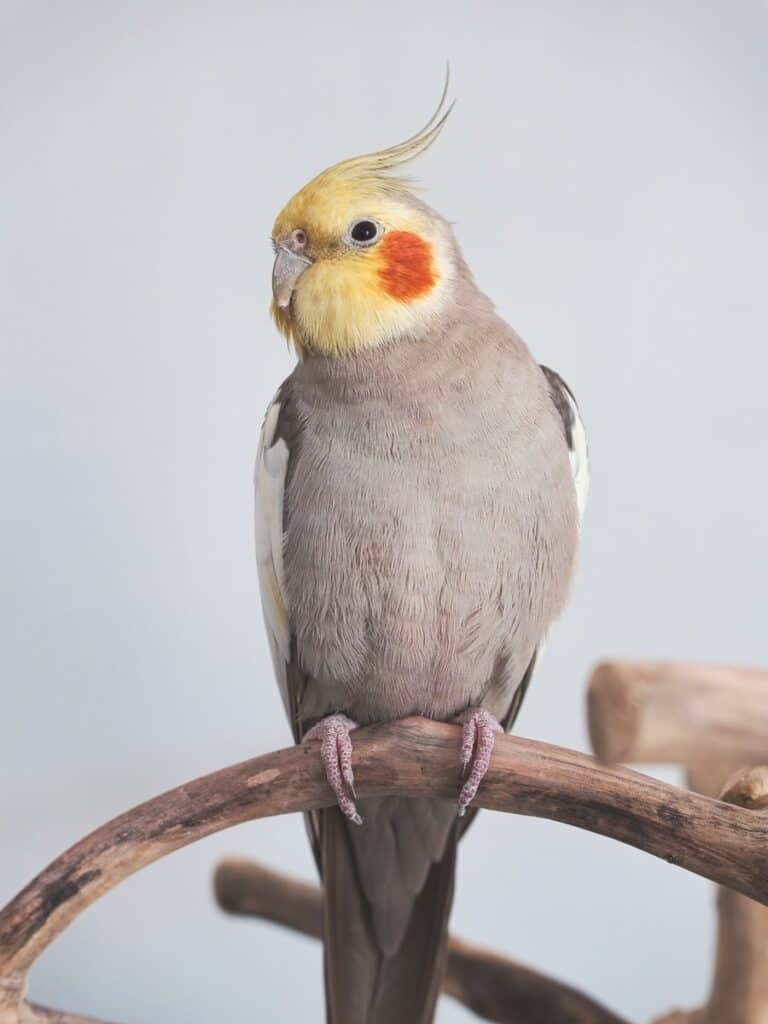 What types of cockatiel mutations are there?