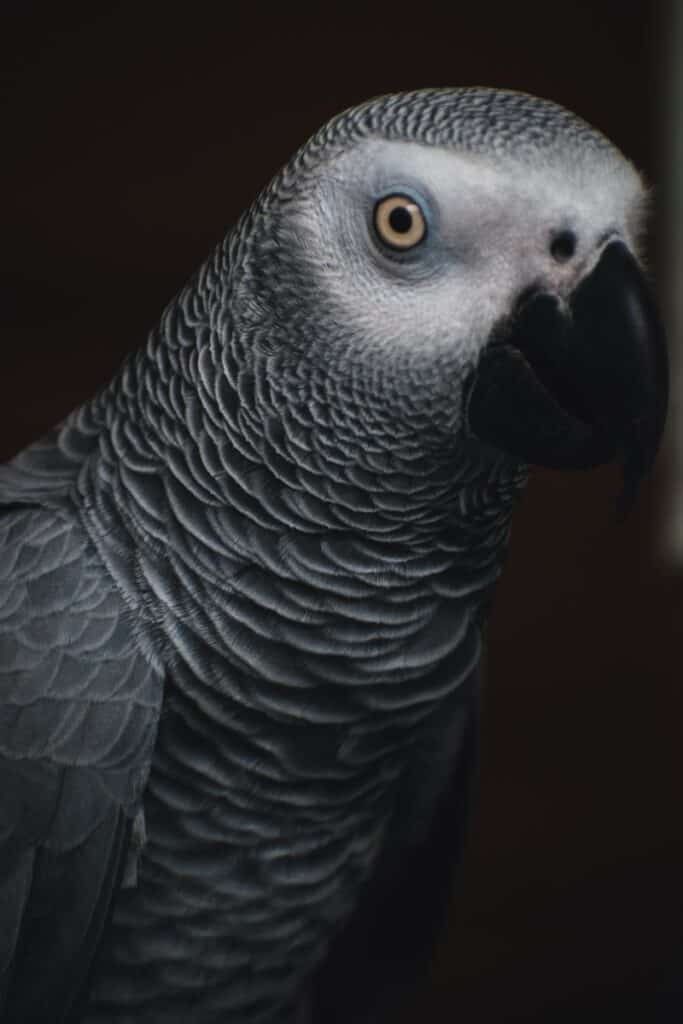 gray and black bird in close up photography