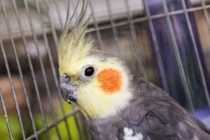 pássaro amarelo e preto na gaiola