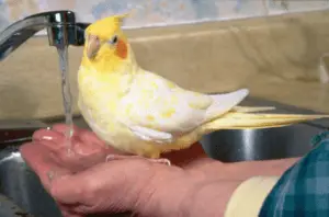 How to bathe your cockatiel?