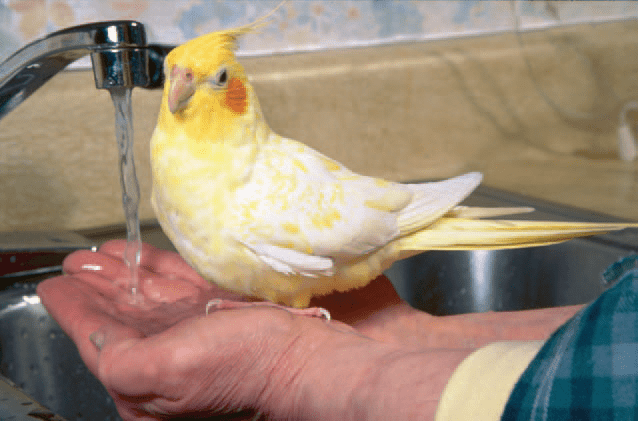 How to bathe your cockatiel?
