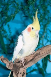 What is the cockatiel's background?