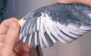 How to trim your cockatiel's wings?