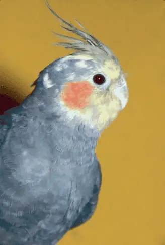 What to do when your cockatiel's molting?