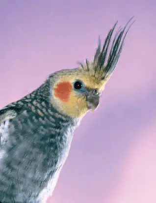 What is the avian anatomy of your cockatiel?