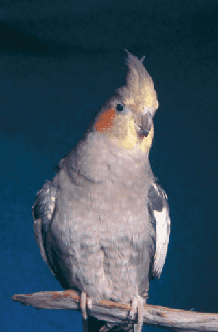 What do you need to know about your cockatiel's droppings?