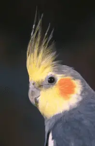 What are your cockatiel's possible health problems?