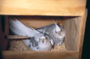 What are the first aids in case of emergency to your cockatiel?