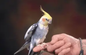 Can you catch Avian Flu from your Cockatiel?