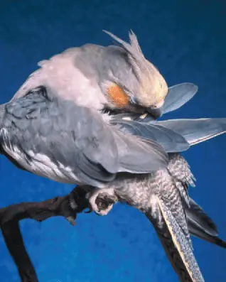 What are common cockatiel behaviors?