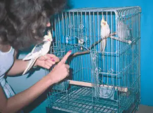 How to tame your cockatiel?