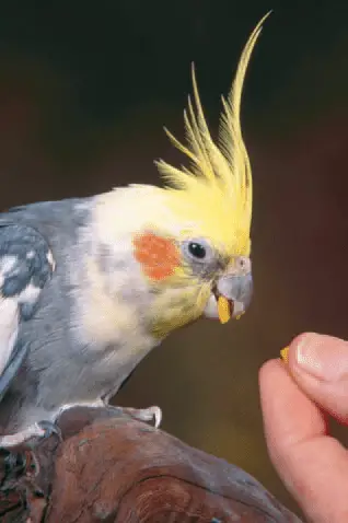 What tricks can you teach your cockatiel?