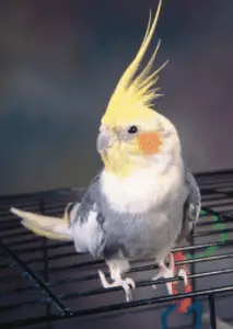What tricks can you teach your cockatiel?