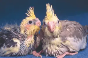 How do you select your cockatiel?