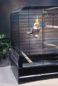 How do you choose a cage for your cockatiel?