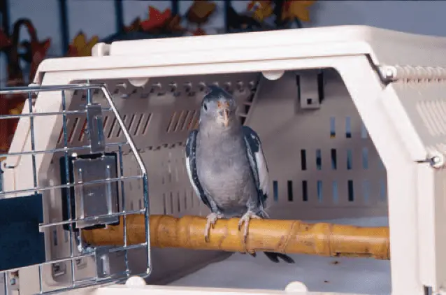 What to put in the cage tray of your cockatiel?