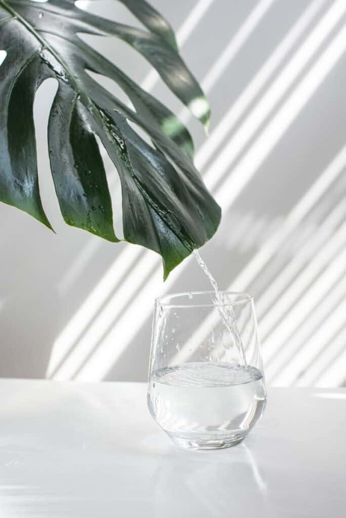 透明なガラス容器の緑の葉