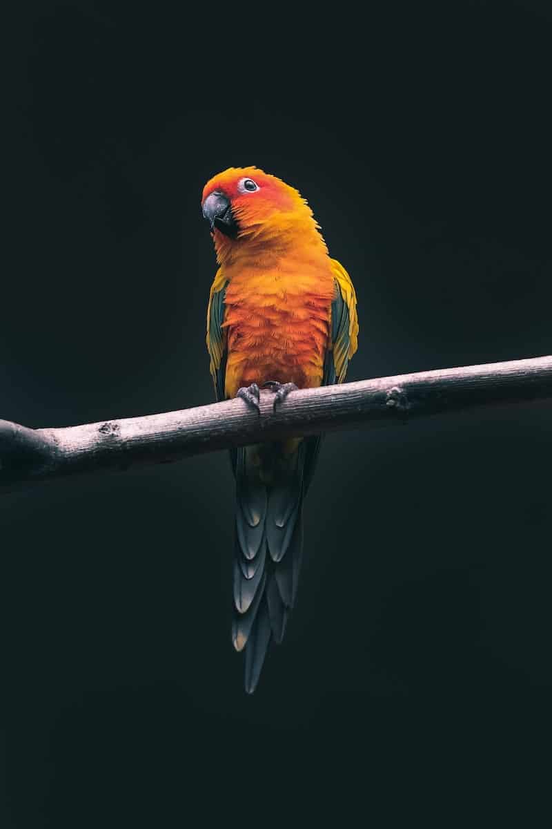 Bird Names For Cockatiels Over 50 Ideas For Your New Pet Dr Cockatiel