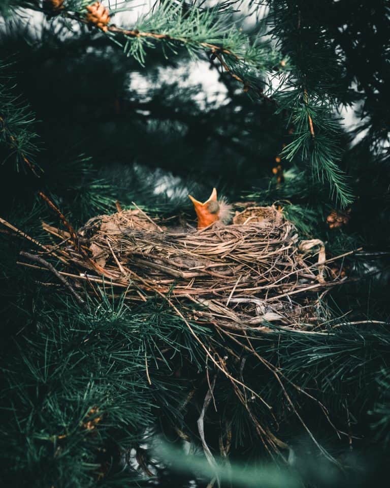 Nest Boxes for Cockatiels: Should You Always Provide One? - Dr Cockatiel