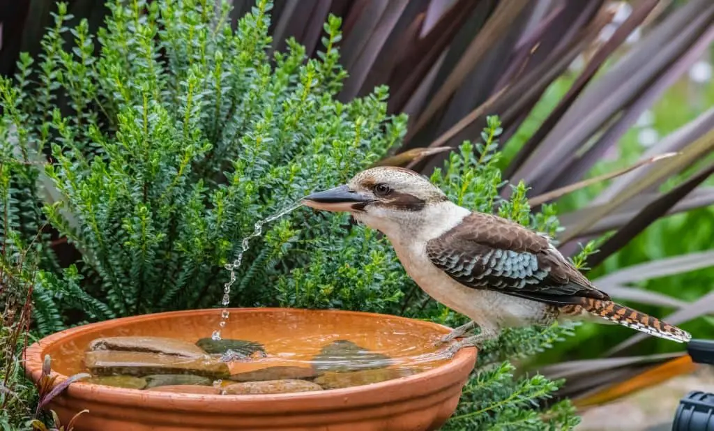 How long can cockatiels go without water