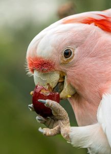 Can Cockatiels Eat Parsley