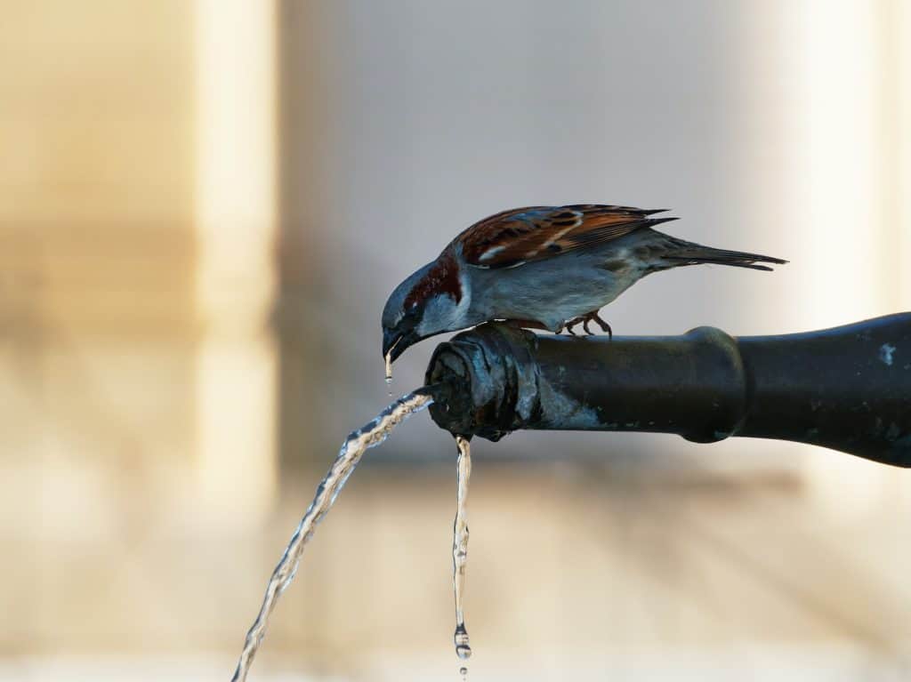 玄凤鹦鹉不喝水能活多久