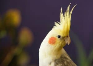 why cockatiels grind their beaks