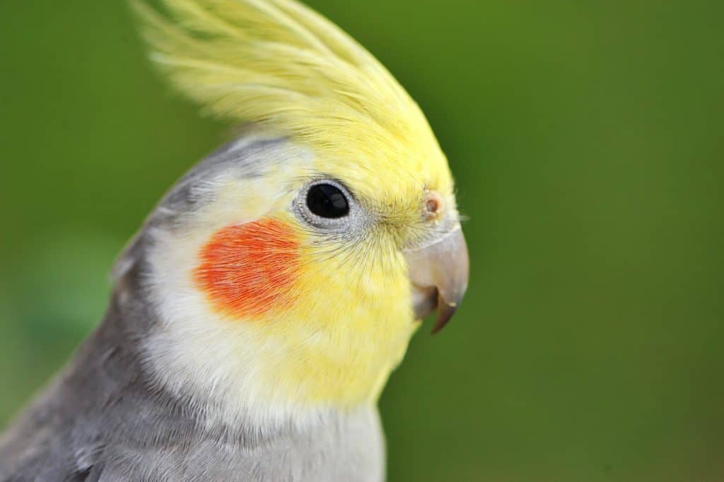 Do Cockatiels Need Grit? Dr Cockatiel