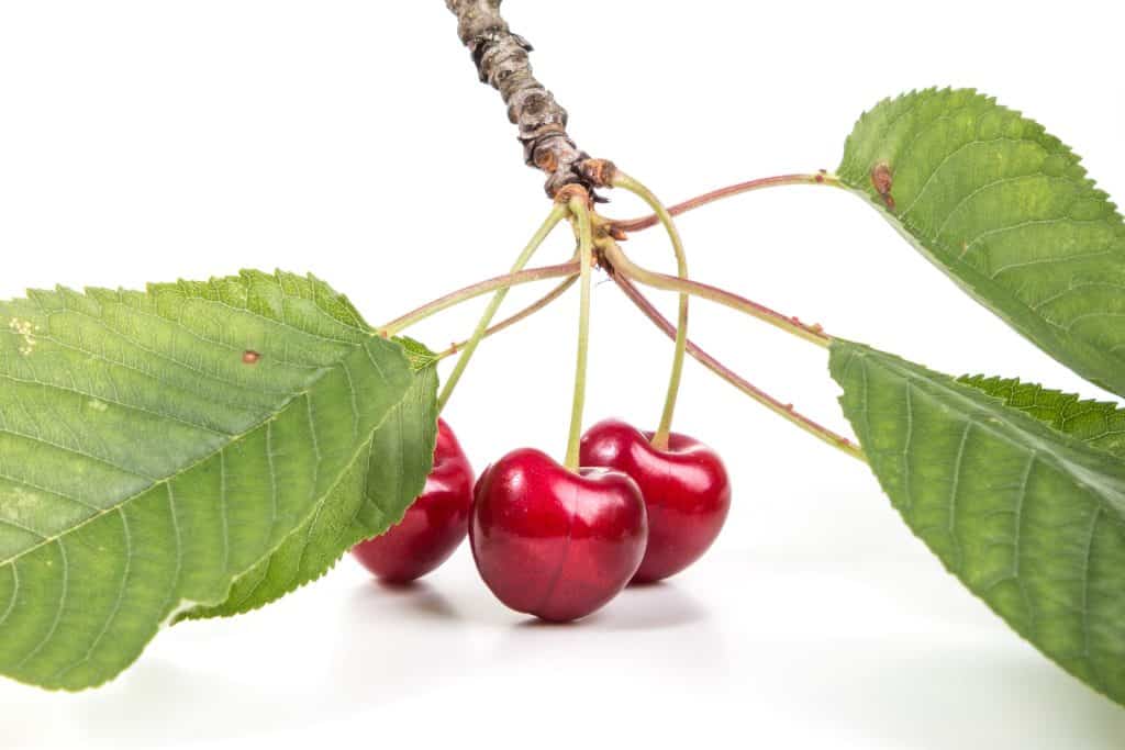 Can Cockatiels Eat Cherries