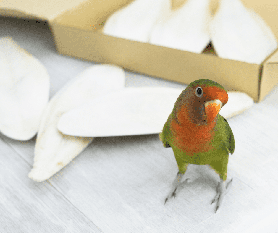 Do Cockatiels Need Cuttlebone and What Are the Benefits? Dr Cockatiel