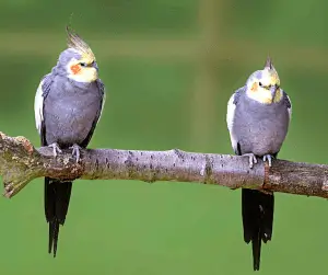cockatiel mating behavior