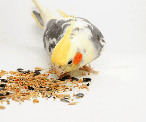 cockatiel pellets