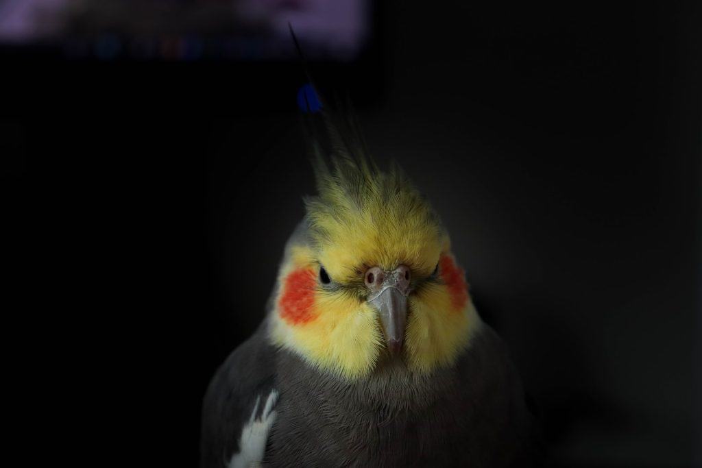 Why Does My Cockatiel Bob His Head