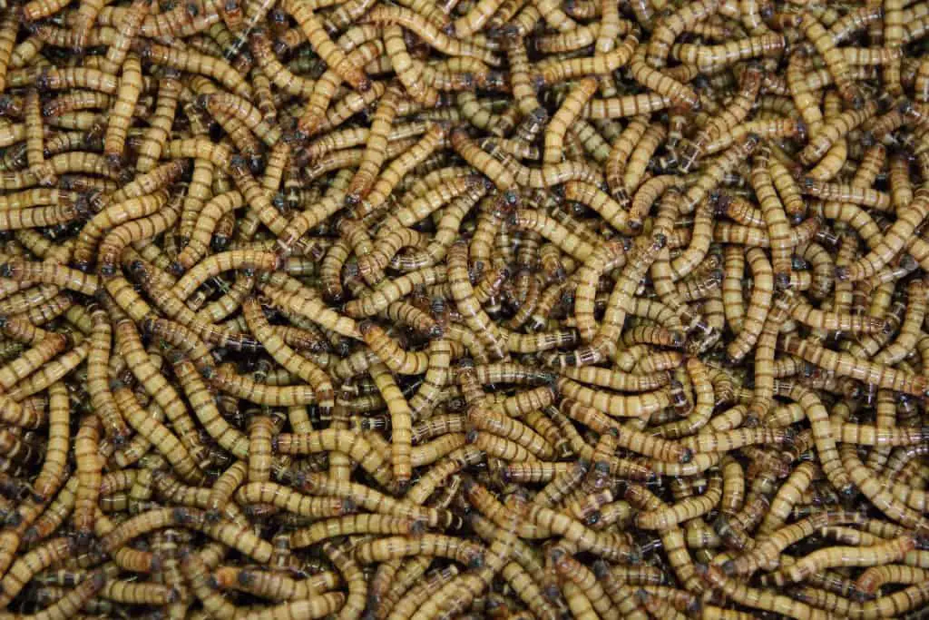 Calopsitas podem comer larvas de farinha