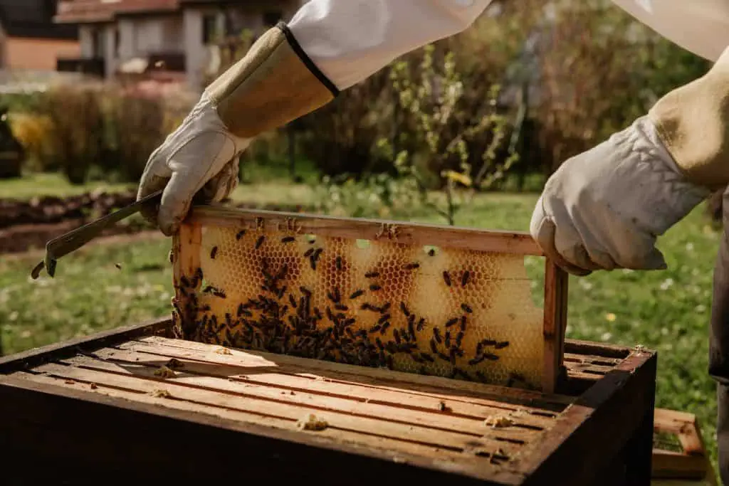 هل يستطيع الكوكاتيل أكل العسل