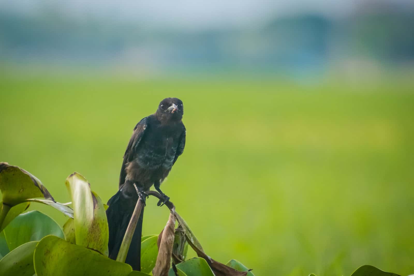 Do Cockatiels Need Grit? Dr Cockatiel