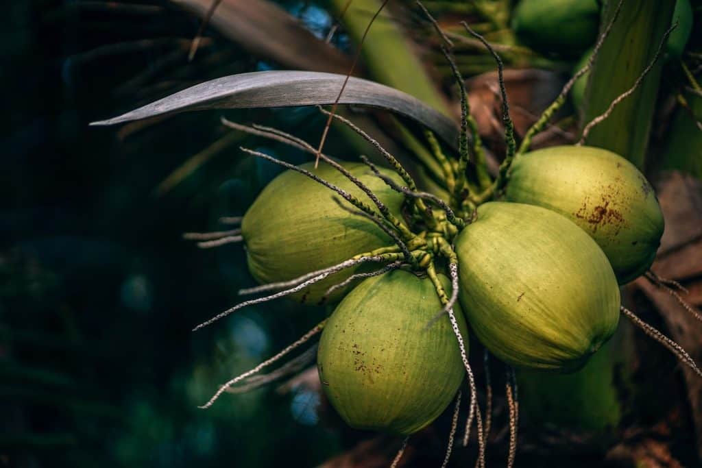 क्या कॉकटेल नारियल खा सकते हैं