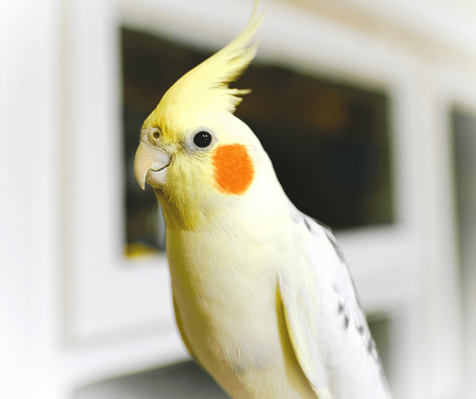 why do cockatiels have red cheeks