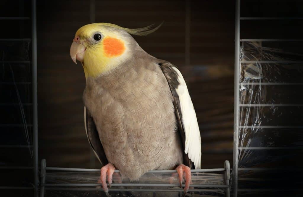 How far can a cockatiel fly