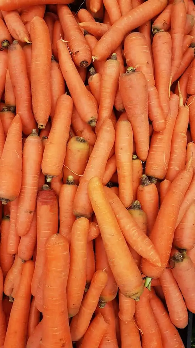 Can Cockatiels Eat Carrots? (Answer, Benefits and Concerns) - Dr Cockatiel