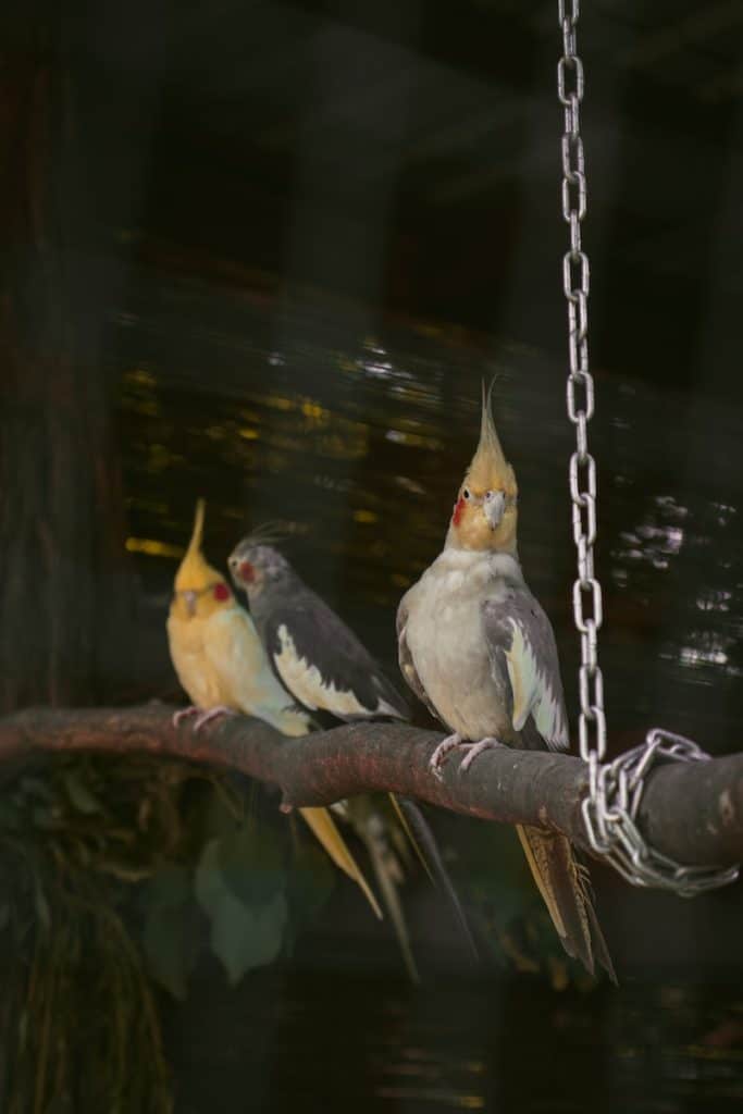 Will My Cockatiel Feathers Grow Back