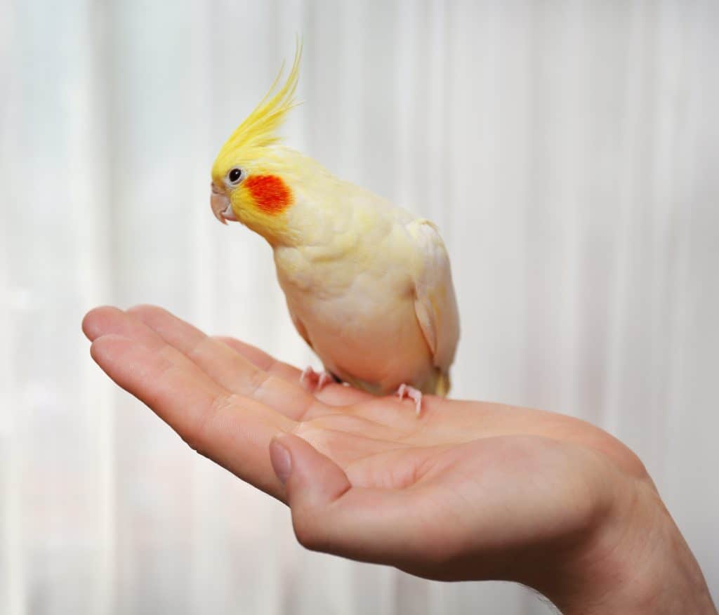 Yellow cockatiel on hand