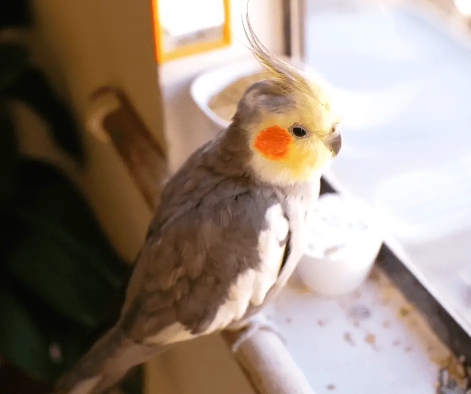 can cockatiels eat chocolate