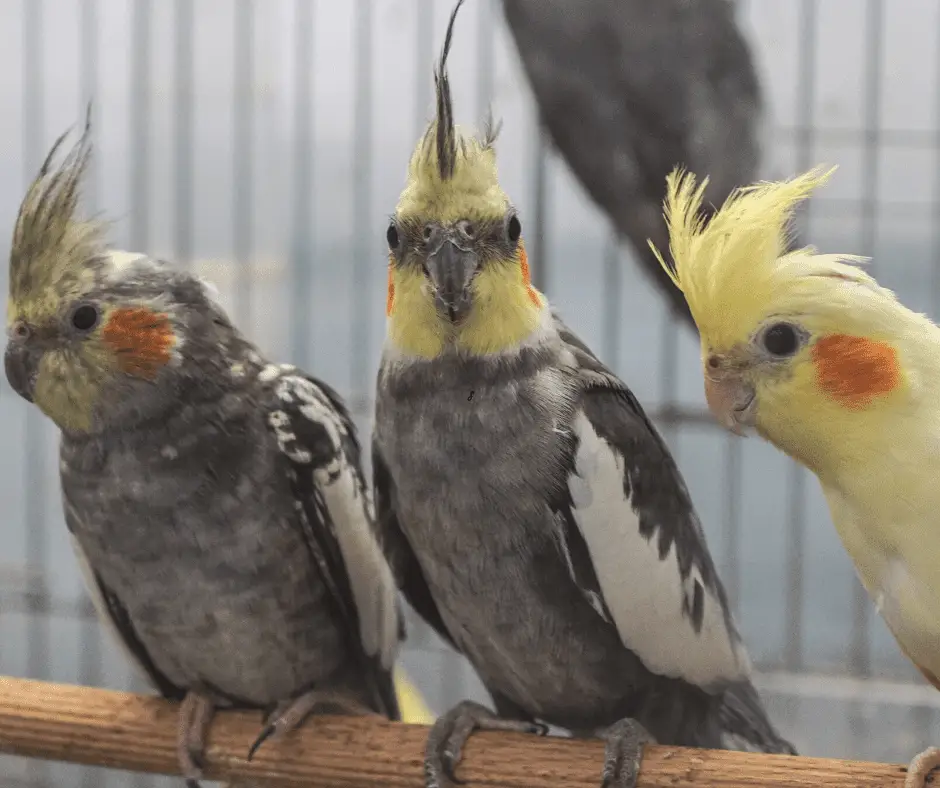 can cockatiels survive in cold weather