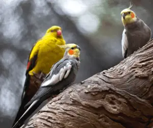 cockatiels tail feathers falling out