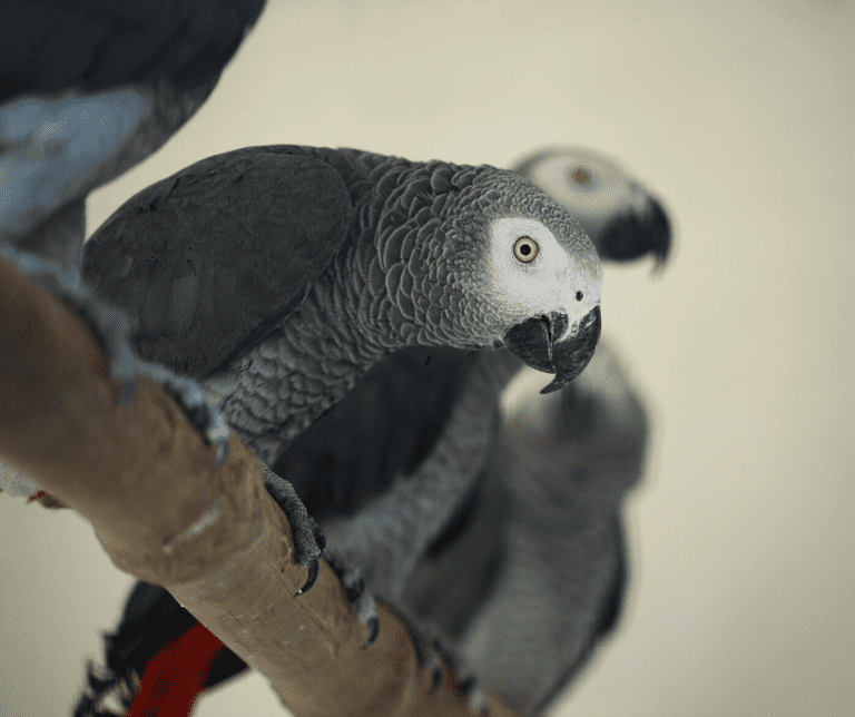 Do Birds Know Their Names? The World of Bird Language Dr Cockatiel